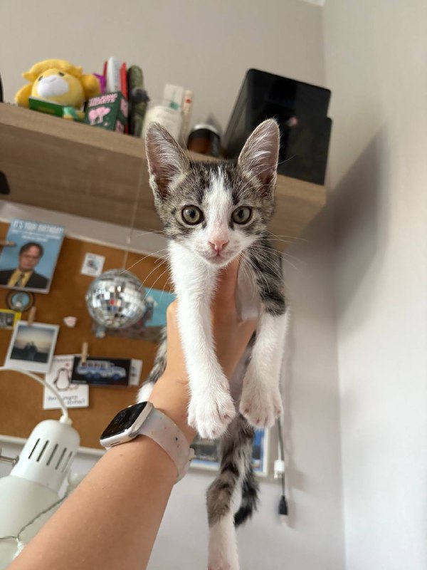 котенок Чупа для дома