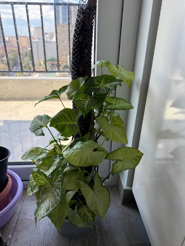 Домашние растения гибазис, традесканция, каллизия, колоказия, суккуленты, кактус, черенки хлорофитум, колеус 1