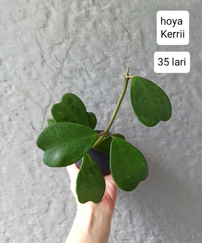 Хои и бегонии в горшках