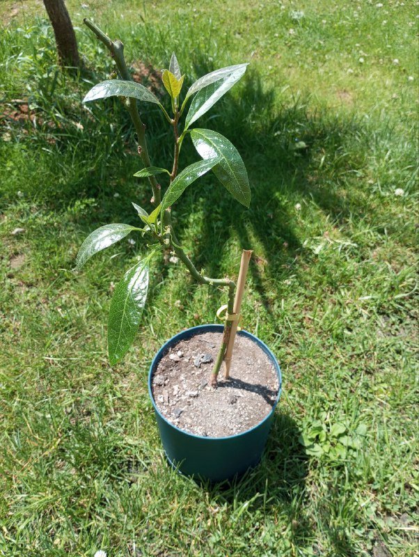 Авокадо, Пеперомия, Хлорофитум комнатные растения в горшках 2