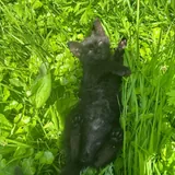 Котята, кошка 2