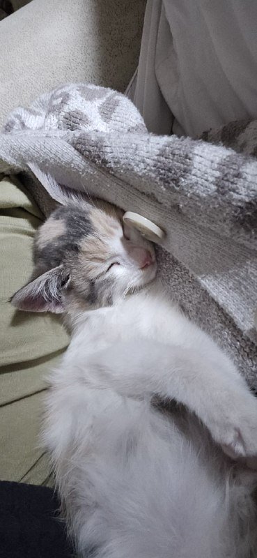 Котенок девочка 2 месяца в добрые руки 5