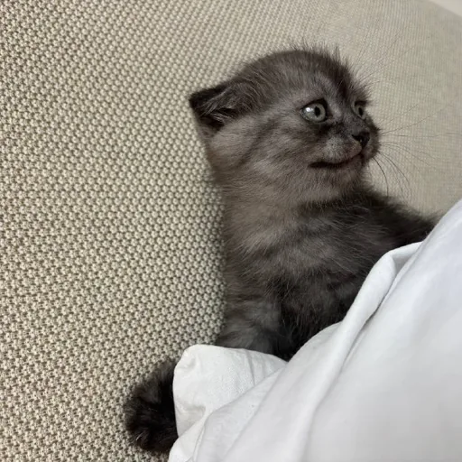 Британский котёнок