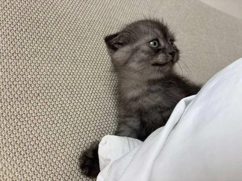 Британский котёнок 1