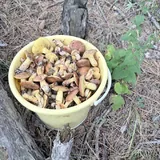 Відро маслюків 2