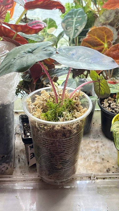 Гагеана ауреа, Полли, Юкатан принцесс, Шкура Дракона, Драгоценная орхидея 5