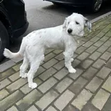 Потерявшаяся собака 1