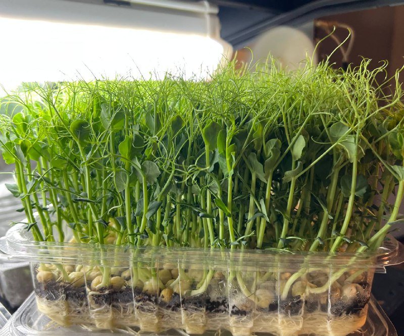 Микрозелень горошка