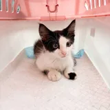 Котенок Орион 2