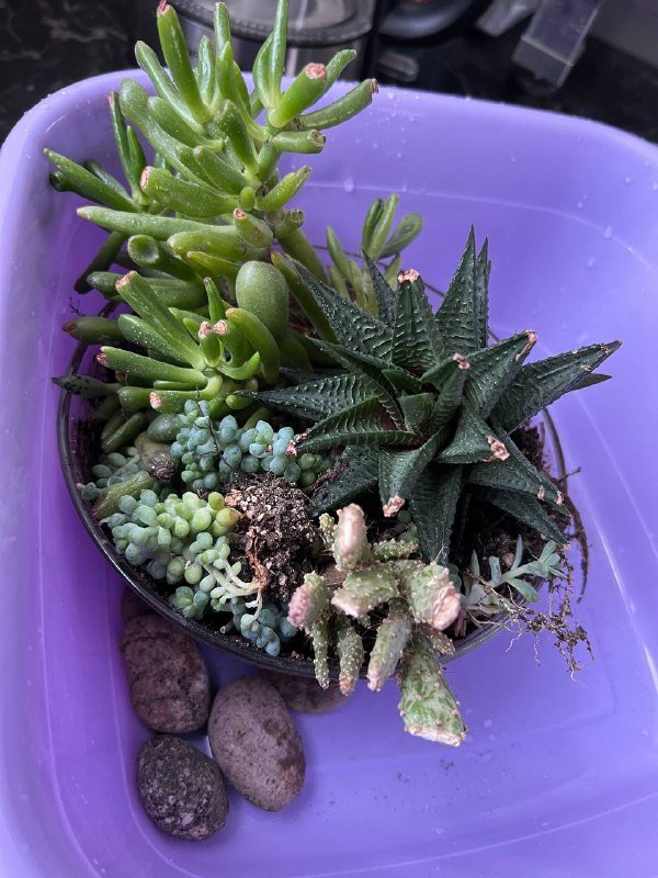 6 видов суккулентов с плошкой 3