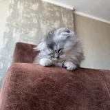 Котёнок Scottish Fold 2