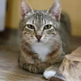 Кошка Мэй 2