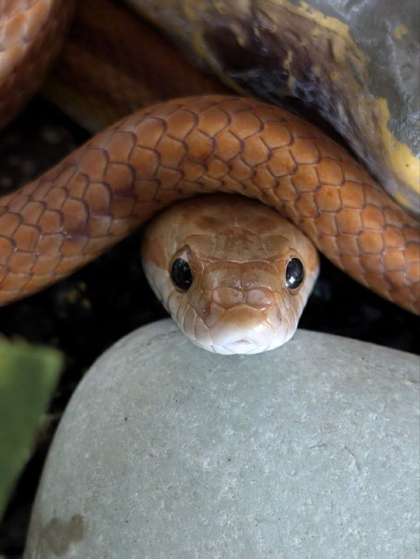 Маисовый полоз со террариумом и принадлежностями 5