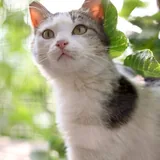 Кошка Пунтуша 5