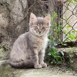 Кошечка Френни ищет передержку или семью 2