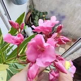 Растения для балкона, аукуба, олеандр 4