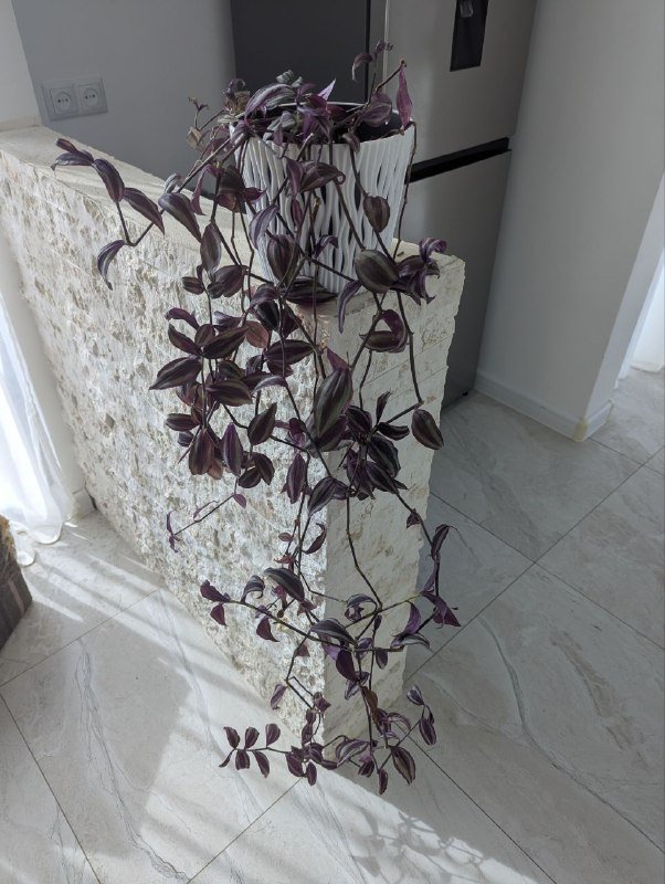 Традесканция, Алое