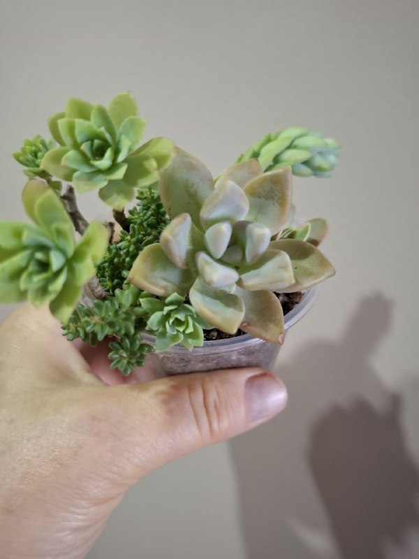 Монстера, папоротники, эпипремнум, тралесканция, традесканция, сингониум, композиции растений 8