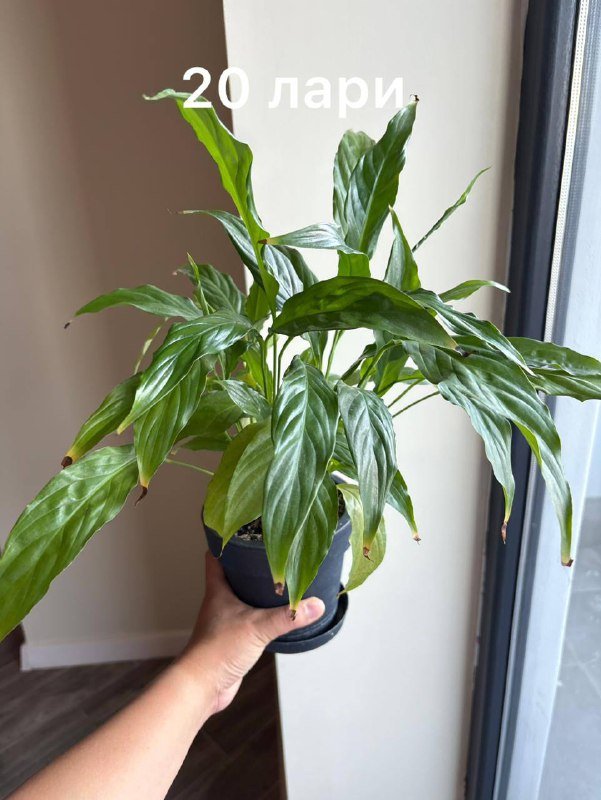 коллекция домашних цветов 5