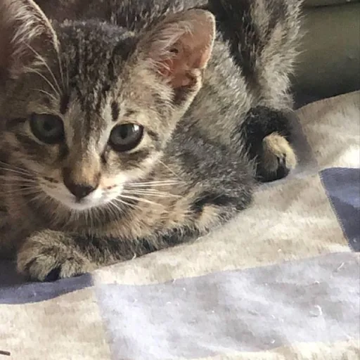 Котенок девочка