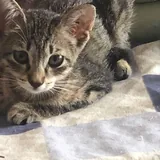 Котенок девочка 1