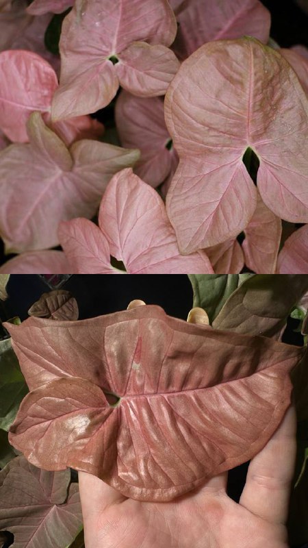 Сингониум с розовыми листьями в горшках 2