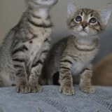 Котята, четыре котенка 5