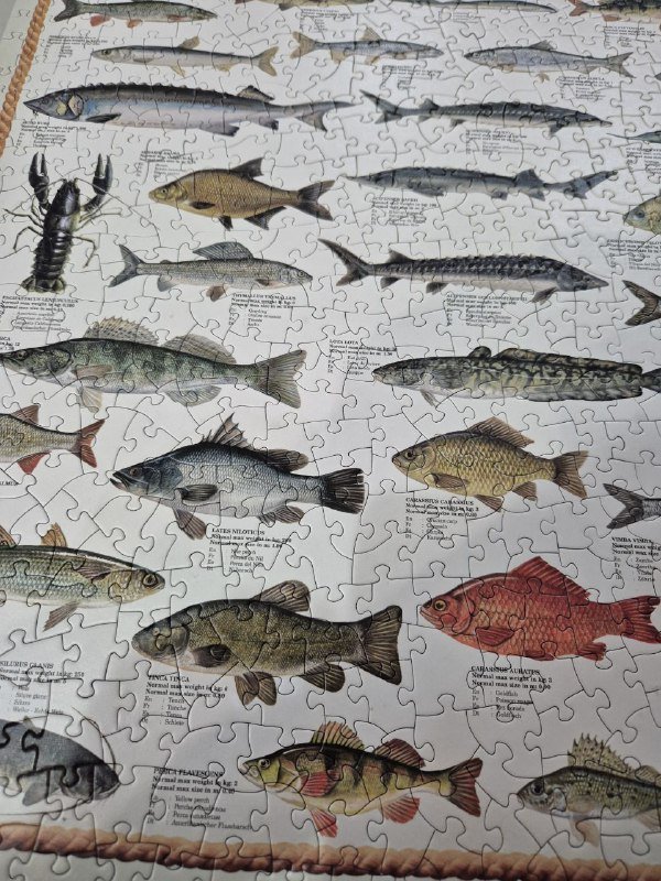 Пазл Eurographics Freshwater fish 1000 элементов 4