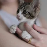 Кошечка Элли ищет дом 4