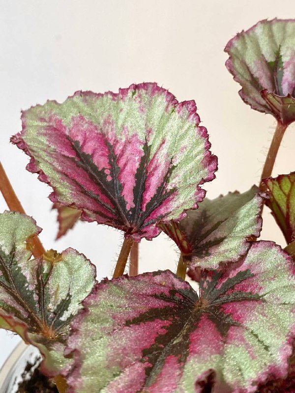 Бегония королевская в транспортном горшке 3