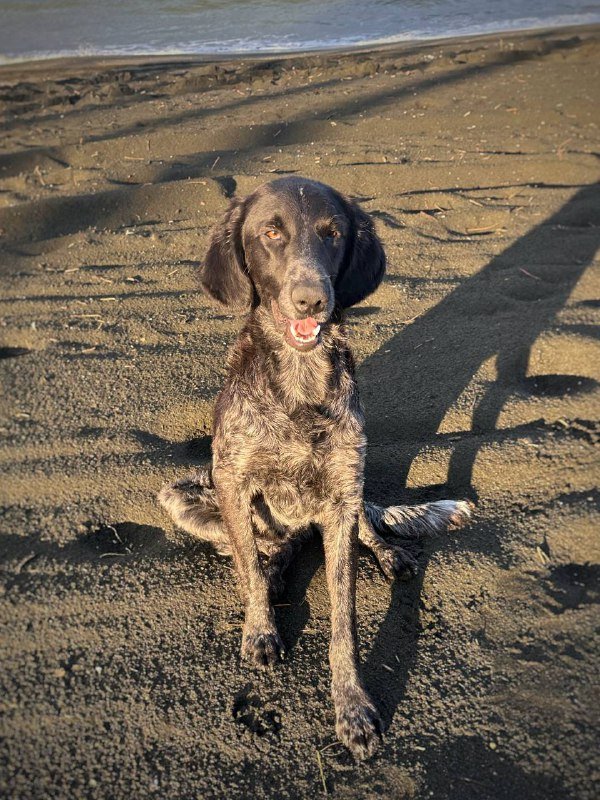 Щенок сеттера, 1 год, ищет дом 3