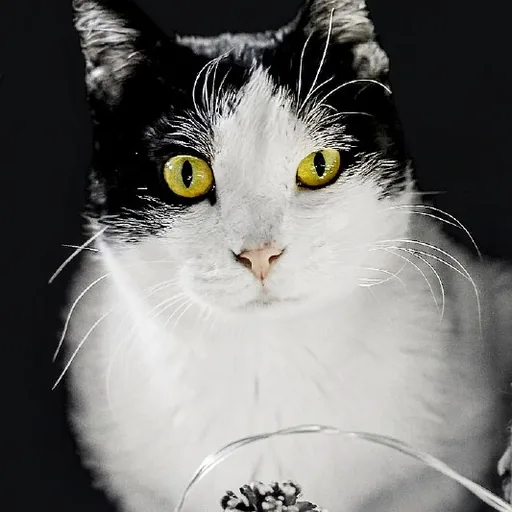 Кошка Шешем