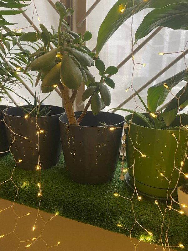 Комнатные растения 6