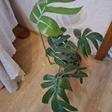 Котята, монстеры, аспарагусы, калатеи 7