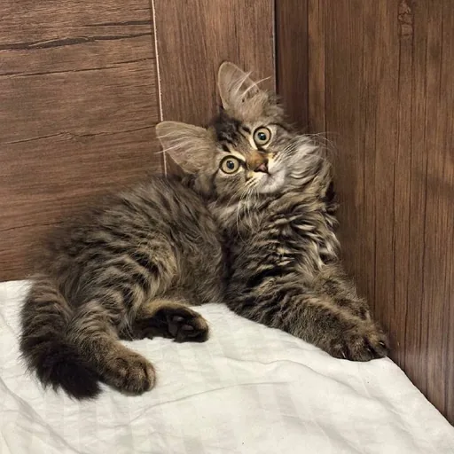 Котёнок, мальчик