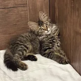 Котёнок, мальчик 1