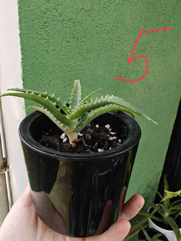 Алоэ в горшках 3