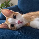 Котята Азатот и Йог-Сотот 3