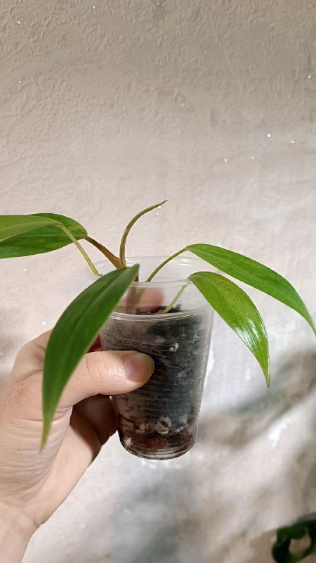 Монстера Манки, Сциндапсус Пиктус, Филодендрон Медуза, Рафидофора 6