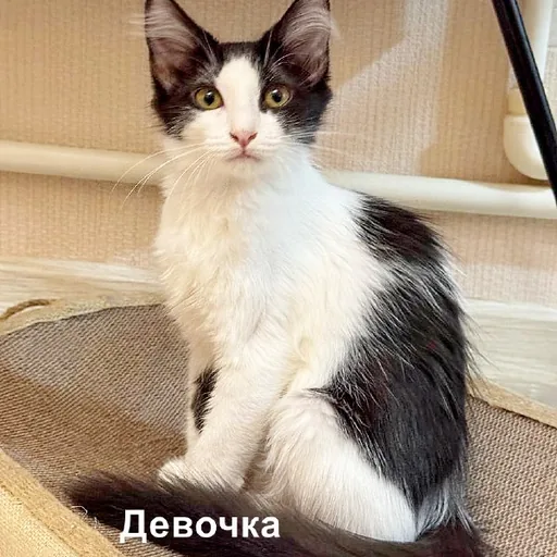 Котята