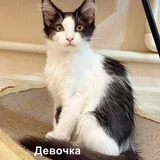 Котята 1