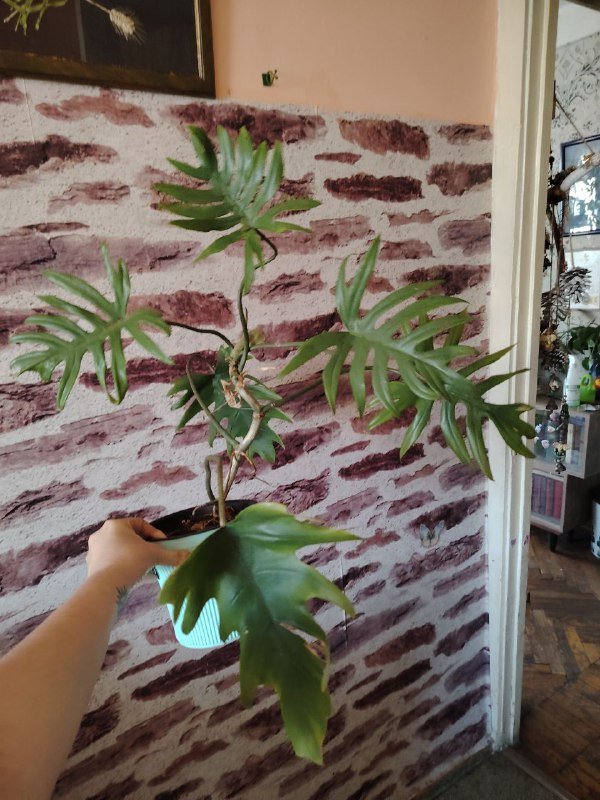 Сингониум ушколистный, Филодендрон Майо, Филодендрон неон, Калатея, Сциндапсус, Стрелиция Николая 2