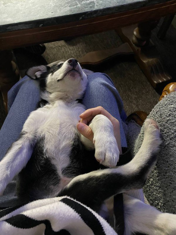 Щенок девочка для дома, корм и пеленки 1