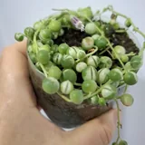 Комнатные растения 4