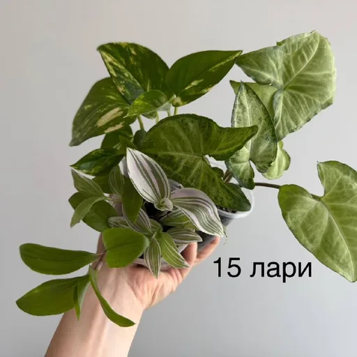 Комнатные растения