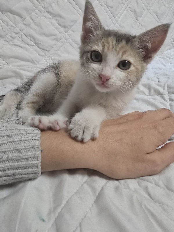 Котенок девочка 2 месяца в добрые руки 6