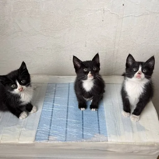 Отдам котят в добрые руки