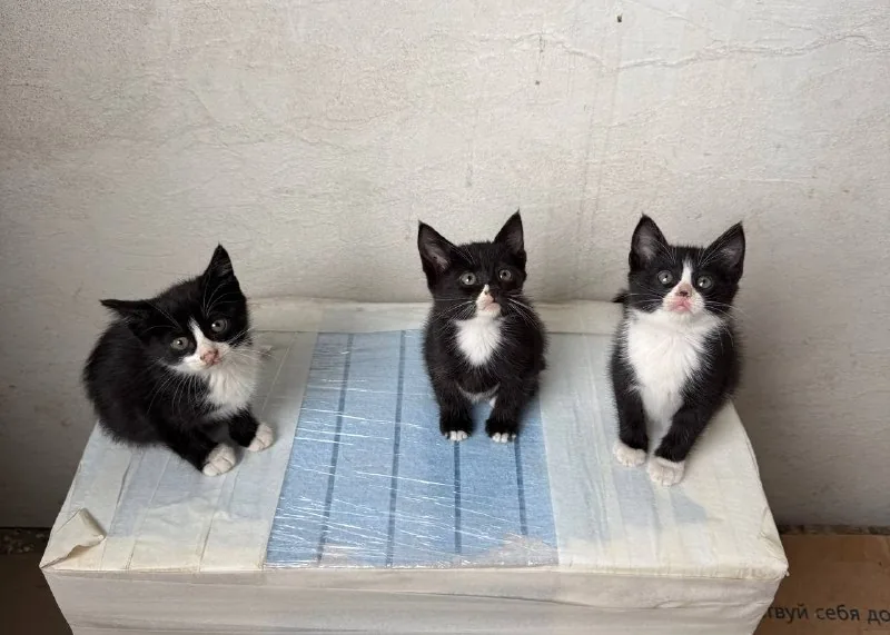 Отдам котят в добрые руки