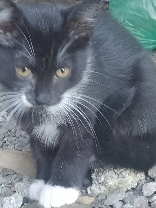 Котята 2 месяца в подарок 3