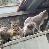 Кошечка Френни ищет передержку или семью 4